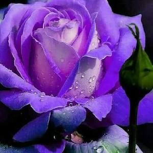 Meet your Posher, Dixie